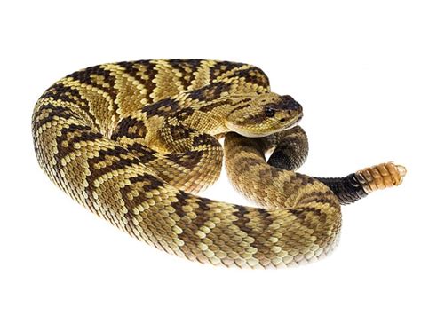 We did not find results for: Black Tailed Rattlesnake (Crotalus molossus) | ReptileTalk NET