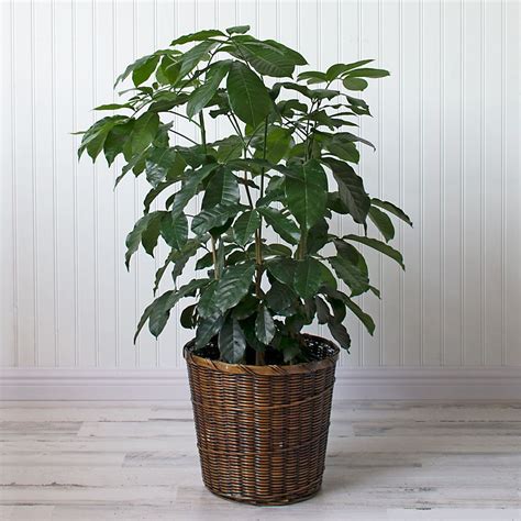 Check spelling or type a new query. Natal Mahogany | Foliage plants, Indoor plant pots, White ...