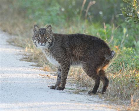 We did not find results for: Wild Cats: The Bobcat - kimcampion.com