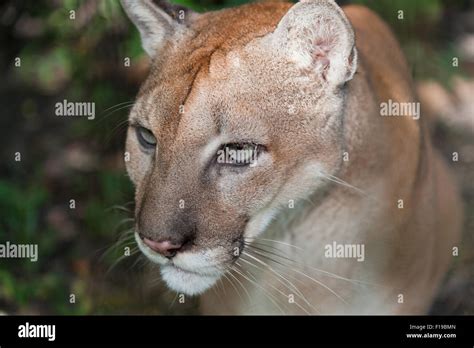 Cougar Jungle Hi Res Stock Photography And Images Alamy