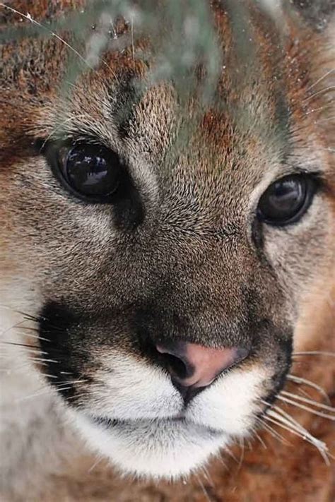 84 Best Images About Cougar Mountain Lion Puma All The