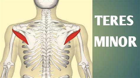 Teres Minor Muscle Origin Insertion Nerve Supply Blood Supply