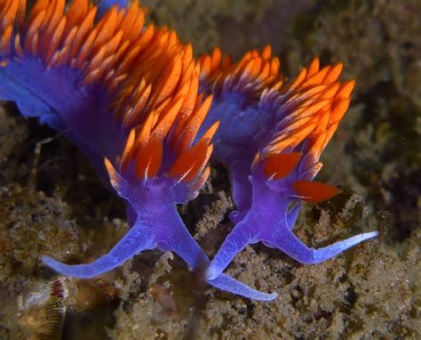 Fiammeggiante Eye Candy Nei Tidepools Spanish Shawl Nudibranchs Di