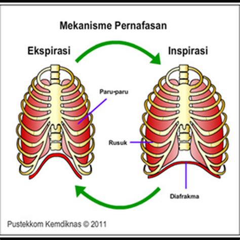 Proses pernapasan pada manusia dapat terjadi. Fungsi dan Cara Melakukan Pernafasan Perut - Small Note