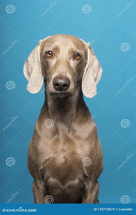 Portrait Of A Female Weimaraner Dog On A Blue Background Stock Image