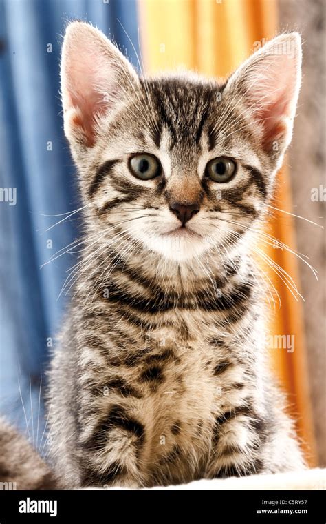 Domestic Cat Kitten Portrait Close Up Stock Photo Alamy