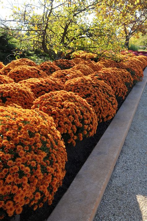 Chrysanthemum Orange Mum Plant 13 Inch Decorative Pot Plants Direct