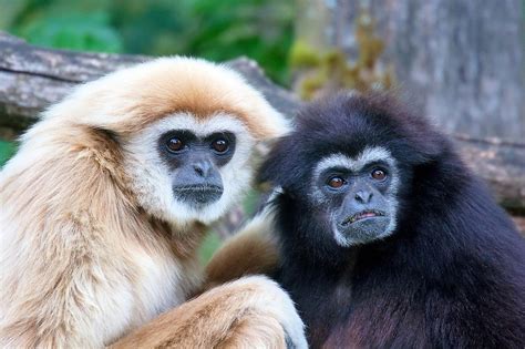 Gibbons Interesting Facts About Vocal And Endangered Apes Owlcation