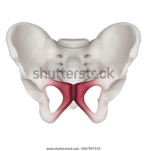 Anterior View Human Pelvis Bone Red Stock Photo Edit Now 1067997155