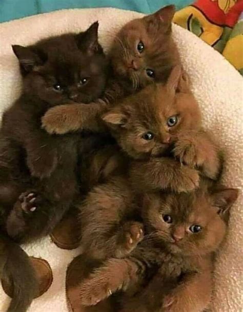 Kittens And Puppies Cute Cats And Kittens Cute Little Animals