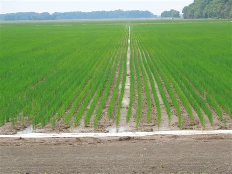 2018 Furrow Irrigation Rice Trials Mississippi Crop Situation