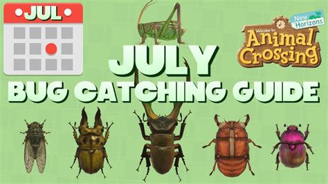 July Bug Catching Guide For Animal Crossing New Horizons Youtube