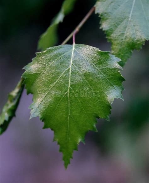 The Leaves Of Birch Tree Betula Pendula Silver Birch Warty Birch
