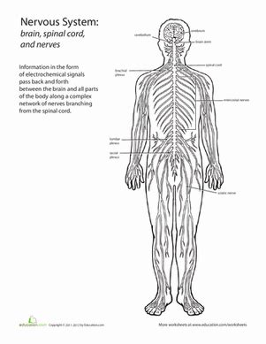 The cns is so named because the brain integrates the received information and coordinates and influences the activity of all parts of the bodies of bilaterally symmetric animals—i.e. Inside-Out Anatomy: The Nervous System | Nervous system ...