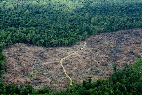 Kerusakan hutan di Jambi. Hilangnya hutan hujan tropis Indonesia bisa