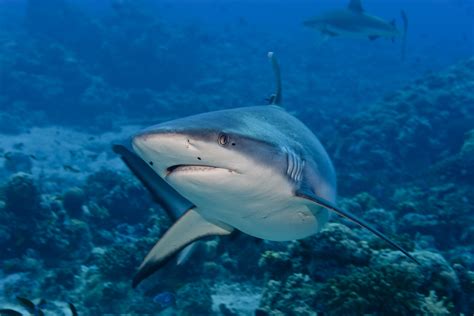 A sport fisherman had gotten the hammerhead on the line only. Sand Tiger Sharks - Welcome To SharkSider.com!