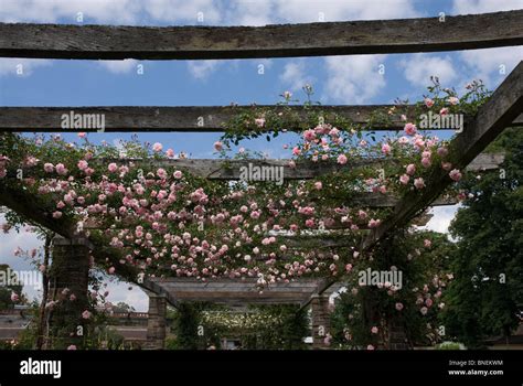 Rose Pergola Kew Gardens Surrey England Uk Stock Photo Alamy