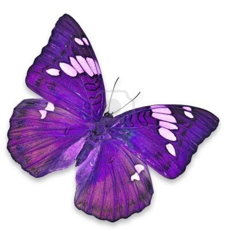 Purple Butterfly Isolated On White Background Purple Butterfly White