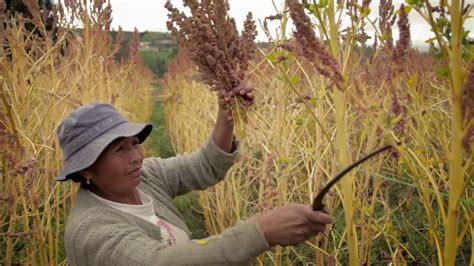 Quinoa Tradition For Nutrition Youtube