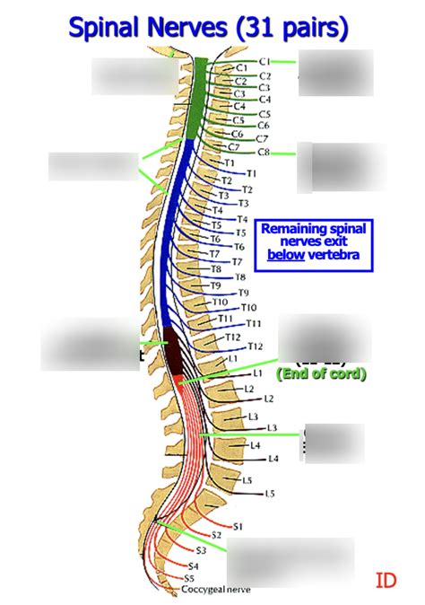 Spinal Nerves 31 Pairs Diagram Quizlet