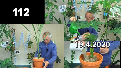 Add a bio, trivia, and more. Dattel Palme umtopfen nach 4 Jahren seit der Keimung ...