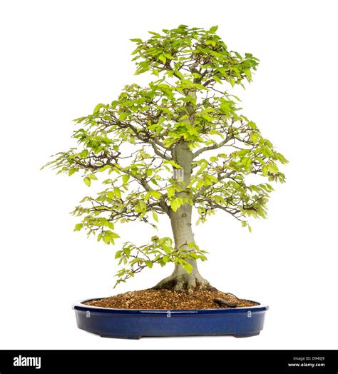 Fagus Sylvatica Bonsai Beech Tree Cut Out Stock Images And Pictures Alamy