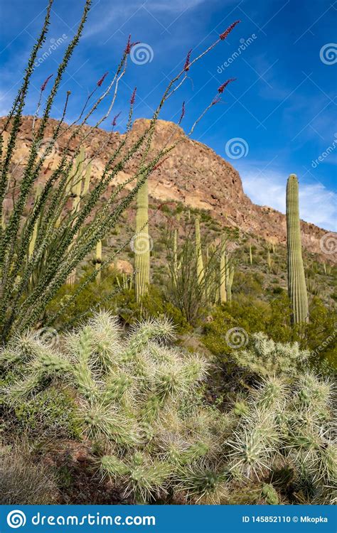 Cholla Cactus Ocotillo Plants And Saguaro Cactus Grow Together Along