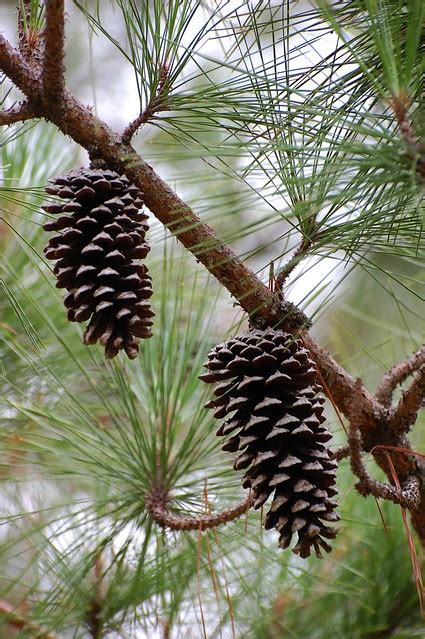 All corners have been rounded and the entire seat has been sanded smooth to ensure no splinters or snags. pinecones | Pinecones on a southern yellow pine tree | Tom ...