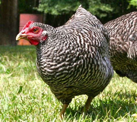 Kornerstone Farms Barred Rock Hens Are Laying