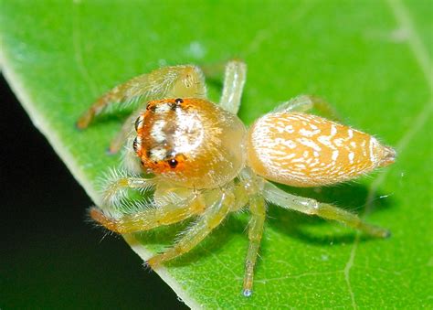 Garden Jumping Spider Opisthoncus Parcedentatus
