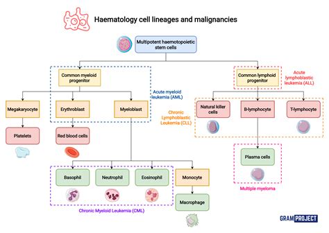 Summary Of Haemotology Cell Lineages And The Malignancies Grepmed