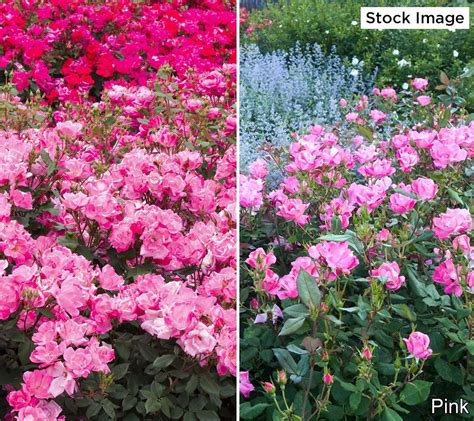 Cottage Farms Knock Out Rose Bareroot Shrubs Choice Of 2pc Or 5pc