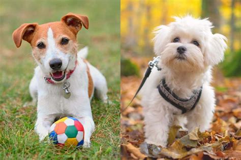 Jacktese Jack Russell Terrier And Maltese Mix Info Pictures Facts