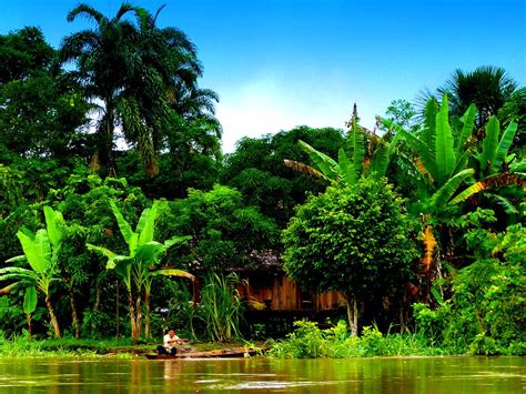 the amazon rainforest, south america | Nature images, Amazon rainforest