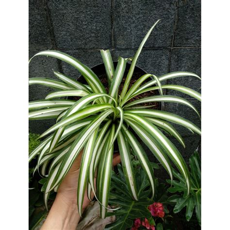 Spider plants (chlorophytum comosum) dikenal juga dengan nama lili paris atau lili siam di indonesia. Tanaman Hias Lili Paris - Aneka Tanaman Bunga
