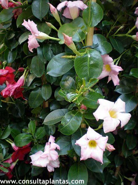 Both plants' flowers are similar, but dipladenia blooms are often smaller—plus, this iteration changes all the time,. Mandevilla sanderi o Dipladenia sanderi | Cuidados