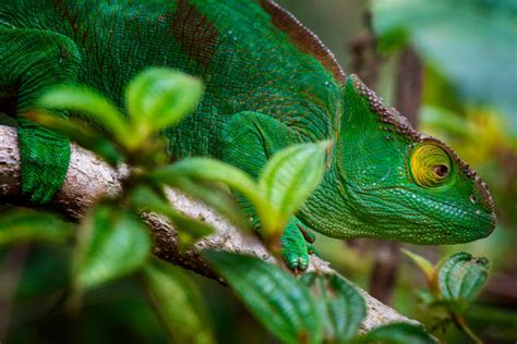 200 Parsons Chameleon Photos Stock Photos Pictures And Royalty Free