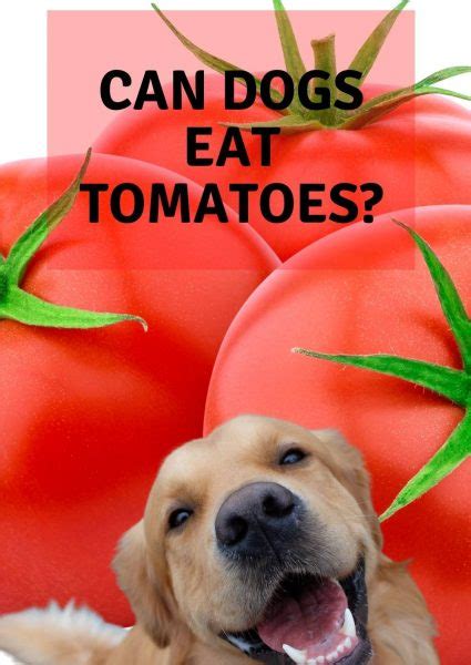Can Dogs Eat Tomatoes Easy Spaniel Training