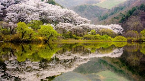 Spring Landscape Korea Hills Forest Trees Flowering Lake Reflection