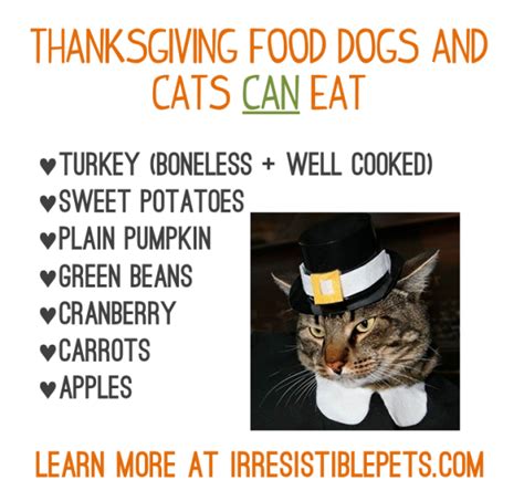 Yes, cats can eat carrots. Thanksgiving food your dogs and cats can eat | What can ...