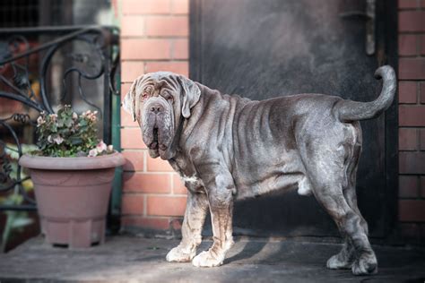 12 Wrinkly Dog Breeds That Will Steal Your Heart