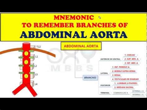 Relations.—the abdominal aorta is covered, anteriorly, by the lesser omentum and stomach, behind which are the branches of the celiac artery and the celiac plexus; Mnemonic - Branches of Abdominal Aorta - YouTube