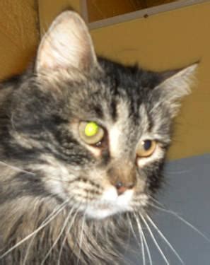 Other tales around the origin of the maine coon include domestic cats breeding with raccoons, which is unlikely but possible, over a prolonged period of time. Maine Coon - Jazzy - Medium - Young - Female - Cat for ...