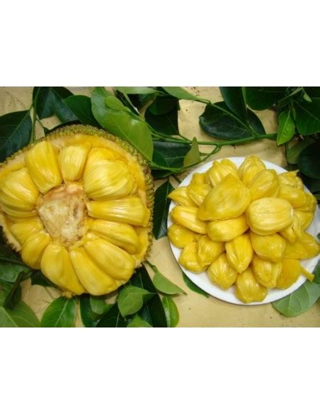 Other trees for sale are rare and are difficult to find. 1 Jack fruit live tree (Artocarpus heterophyllus) For sale ...