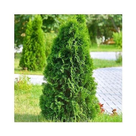 As its name indicates, blue cypress essential oil is typically pale blue in color. Leyland Cypress 'Shorty' - This is an upright cypress that ...