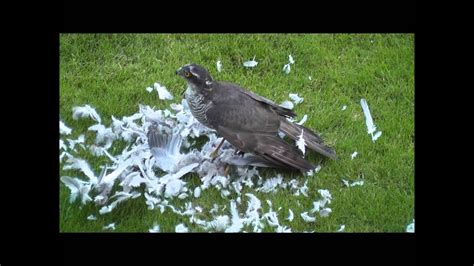 Sparrow Hawk Kill In My Garden Youtube