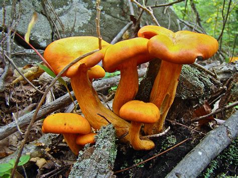 Jack O Lantern Mushrooms Omphalotus Illudens Photograph By Mother Nature