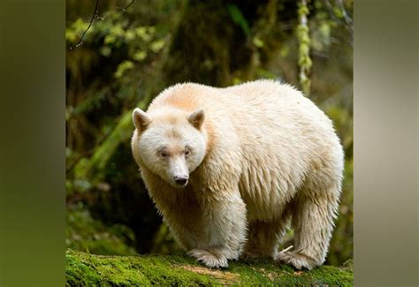 Kuow New Film Explores The Rare Spirit Bear And Canadas Great Bear