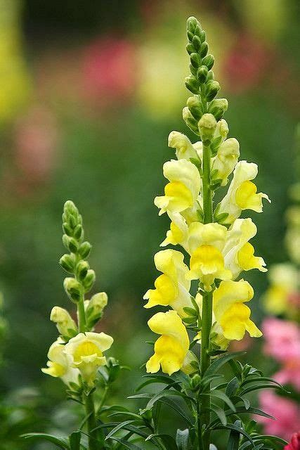 Bright Yellow Snapdragons Backyards Click Amazing Flowers Beautiful