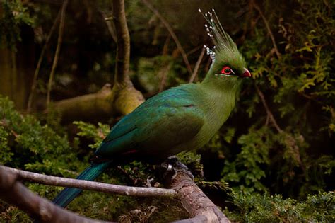 Today, the nepalis constitute more than 80 % of the total population of sikkim. 10 Fascinating Animals Whose Names Start with The Letter T
